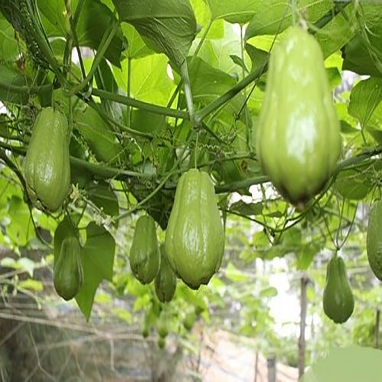 Quả Su su nhà trồng tự nhiên